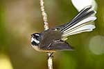 Fantail