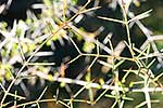 Matagouri thorns