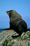 Fur seal on the rocks, Kaikoura