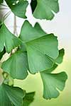 Ginkgo leaves 