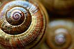 Giant land snail shell close up