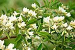 Tree lucerne in flower