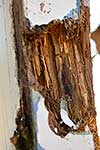 Dry rot in wood