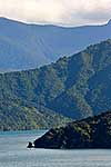 Native forest &  Marlborough Sounds