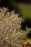 Close up dead gorse plant spines