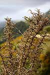 Gorse spines killed by herbicide