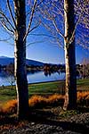 Lake Te Anau, bare trees in front