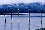 Seagulls on poles, Lake Te Anau