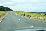 Cattle bull on the road