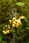 Mangrove seed capsules