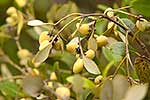 Mangrove seed capsules