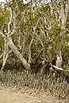 Mangrove trees and roots