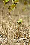 Mangrove seedlings and roots