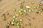 Mangrove seed capsules on sand