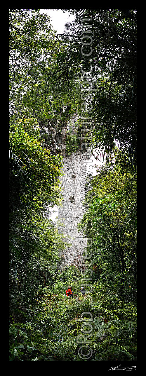 Image of Tourists visiting 'Tane Mahuta' - largest Kauri tree in world. 50m high/13.7m girth/1500 y.o. (Agathis australis). Vertical Panorama, Waipoua, Far North District, Northland Region, New Zealand (NZ) stock photo image