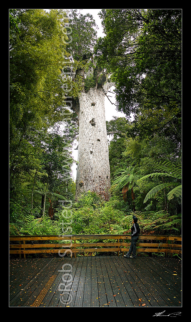 Image of Tourist visiting 'Tane Mahuta' - largest Kauri tree in world. 50m high/13.7m girth/1500 y.o. (Agathis australis). Vertical Panorama, Waipoua, Far North District, Northland Region, New Zealand (NZ) stock photo image