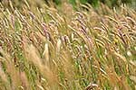 Grass seed heads in paddock