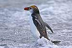 Royal Penguin entering the sea