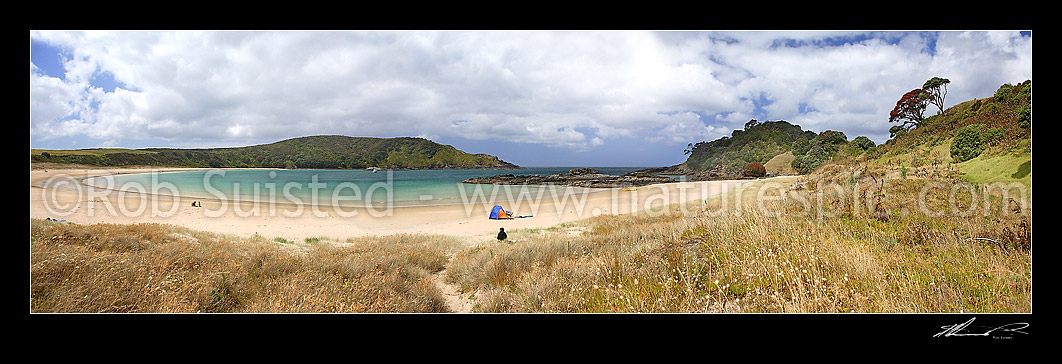 Image of Summer at Maitai (Matai) Bay beach with flowering Pohutukawa tree. Panoramic view of sandy beach and bay. Several groups of people on the beach, Karekare Peninsula, Far North District, Northland Region, New Zealand (NZ) stock photo image