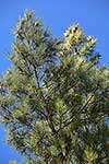 Pine tree foliage