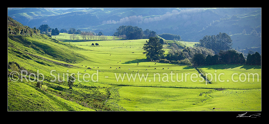 Image of Rural panorama of cattle and livestock grazing in lush spring pasture farmland on the foothills of the Ruahine Ranges, Apiti, Manawatu District, Manawatu-Wanganui Region, New Zealand (NZ) stock photo image