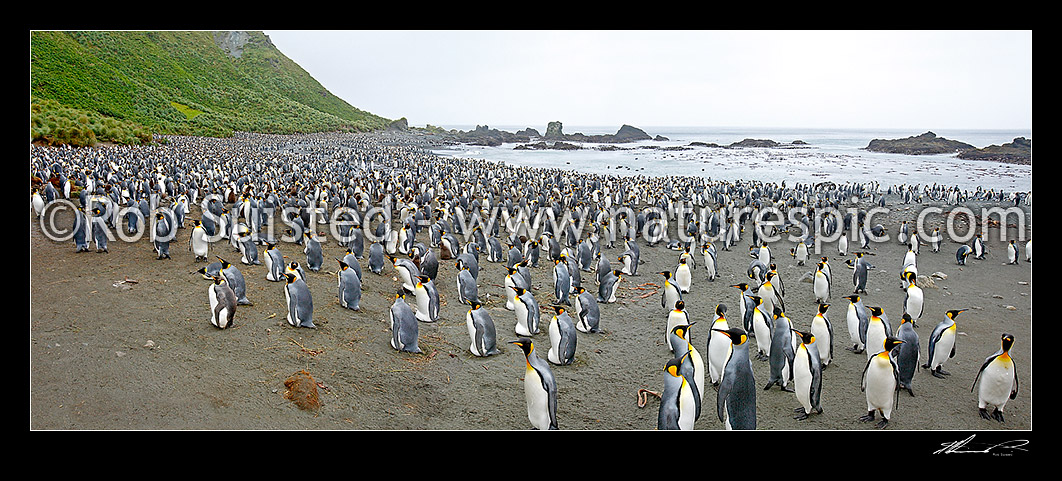 Image of Panorama of King penguins breeding colony on Sandy Bay beach (Aptenodytes patagonicus). Adult, young, nesting and jusvenile birds, Macquarie Island, NZ Sub Antarctic District, NZ Sub Antarctic Region, Australia stock photo image