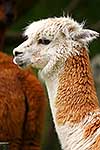 Farmed Alpaca