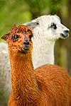 Shaggy Alpaca and friend