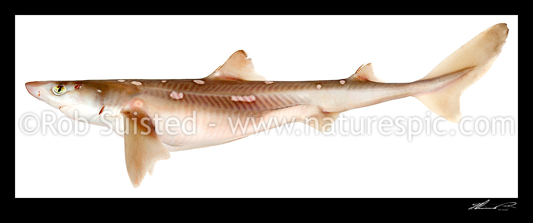 Image of Spiny dogfish (Squalus acanthias Squalidae). Two dorsal spines visible. 800mm long, lateral view. Southern spiny dogfish, Spurdog, Spineback, Spiky dog (Maori names koinga, karaerae, mako-huarau, mango-hapu), New Zealand (NZ) stock photo image