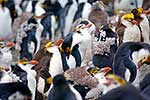 Group of moulting Penguins