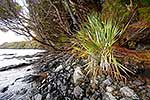 Historic plant, Auckland Islands