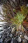 Historic plant, Auckland Islands