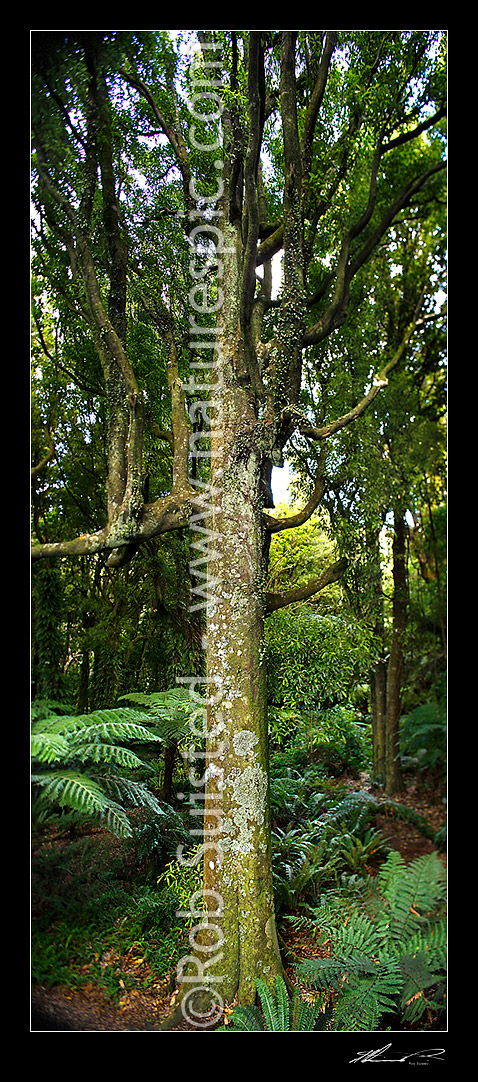 Image of Inside NZ bush, large Tawa tree (Beilschmiedia tawa). Vertical panorama with shift focus on trunk, Wellington, New Zealand (NZ) stock photo image