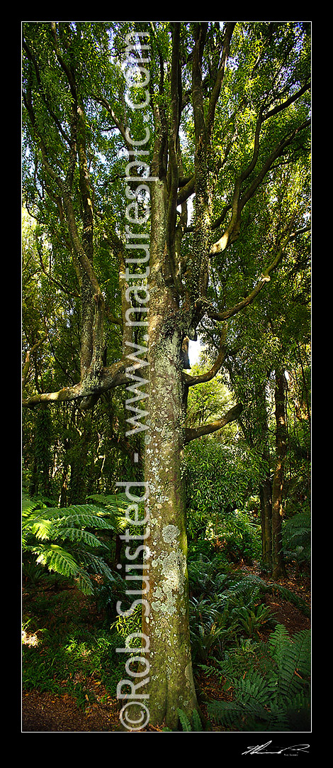 Image of Inside NZ bush, large Tawa tree (Beilschmiedia tawa). Vertical panorama, Wellington, New Zealand (NZ) stock photo image