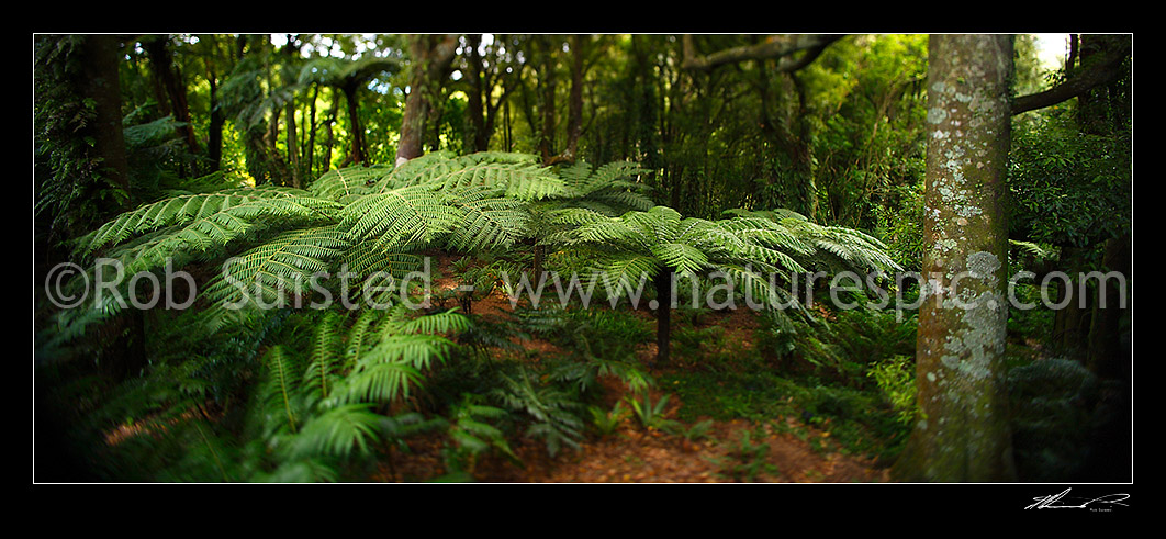 Image of Inside NZ bush with tree ferns (Cyathea smithii) and Tawa tree (Beilschmiedia tawa). Panorama with shifted focus giving a dreamy look, Wellington, New Zealand (NZ) stock photo image