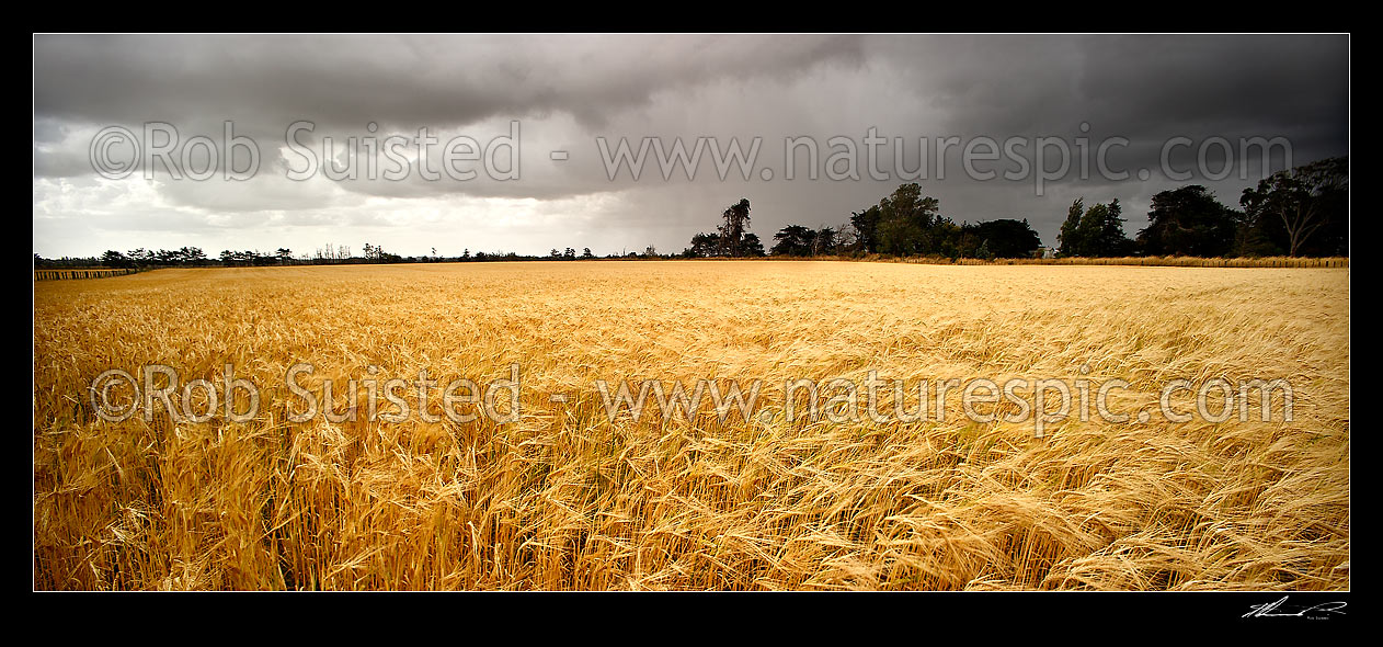 Image of Barley grain field growing under heavy moody approaching rain clouds, Foxton, Horowhenua District, Manawatu-Wanganui Region, New Zealand (NZ) stock photo image