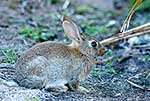 Wild rabbit