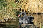 Native black swan swimming