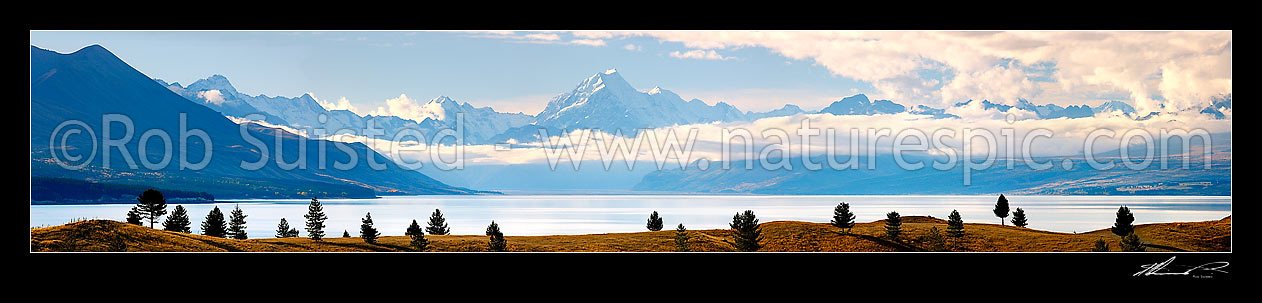 Image of Aoraki / Mount Cook (3754m) and Lake Pukaki with wilding pine trees. Mt Sefton far left (3151m) Mt La Perouse (3078m) left centre, Burnett Range far right., Mount Cook, MacKenzie District, Canterbury Region, New Zealand (NZ) stock photo image