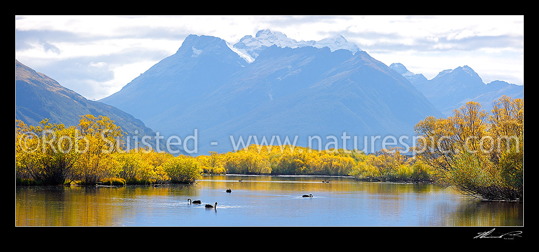 Image of Mount Earnslaw / Pikirakatahi (2830m) above willow tree lined wetland and ponds with Black swans feeding (Cygnus atratus). Panorama, Glenorchy, Queenstown Lakes District, Otago Region, New Zealand (NZ) stock photo image