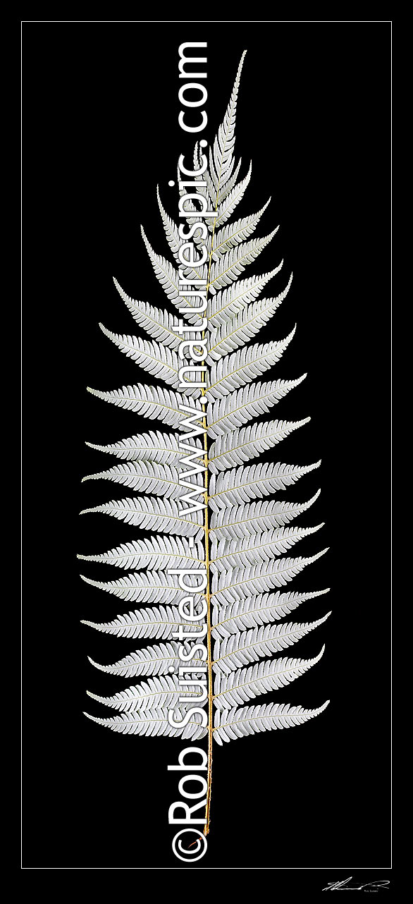 Image of New Zealand Silver fern tree fern leaf underside on pure black background. Iconic national Kiwi symbol or emblem, native Ponga (Cyathea dealbata), New Zealand (NZ) stock photo image