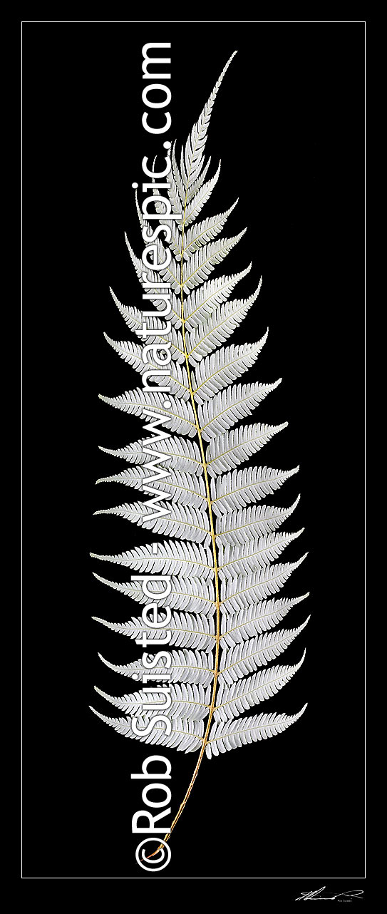 Image of New Zealand Silver fern tree fern leaf underside on pure black background. Iconic national Kiwi symbol or emblem, native Ponga (Cyathea dealbata), New Zealand (NZ) stock photo image