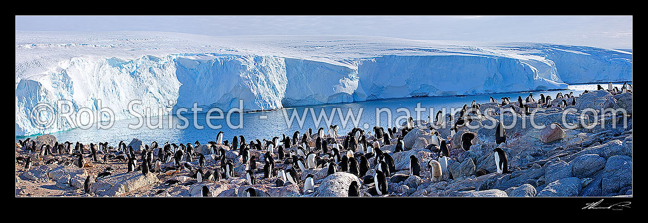 Image of Polar ice cap descending to the sea in George V land, Land's End, Cape Denison, Commonwealth Bay, with Adelie Penguin colony (Pygoscelis adeliae) in foreground. Panorama, Commonwealth Bay, George V Land, Antarctica stock photo image