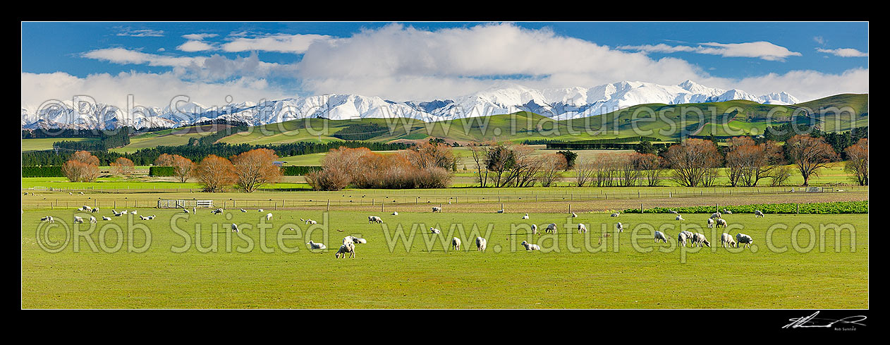 Image of Farmland panorama. Sheep and new spring lambs grazing on lush spring pasture with snow clad ranges beyond Waikari., Waikari, Hurunui District, Canterbury Region, New Zealand (NZ) stock photo image