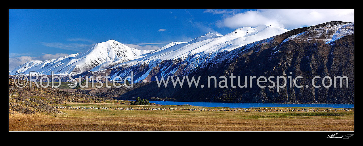 Image of Merino sheep farming near Lake Coleridge. Mount Hutt and Black Hill Ranges beyond. Panorama, Lake Coleridge, Selwyn District, Canterbury Region, New Zealand (NZ) stock photo image