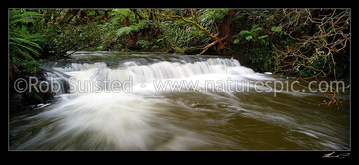 Image of Purakaunui River. Forest stream and small cascading waterfall or riffle in lush New Zealand bush rainforest. Panorama, Catlins, Clutha District, Otago Region, New Zealand (NZ) stock photo image