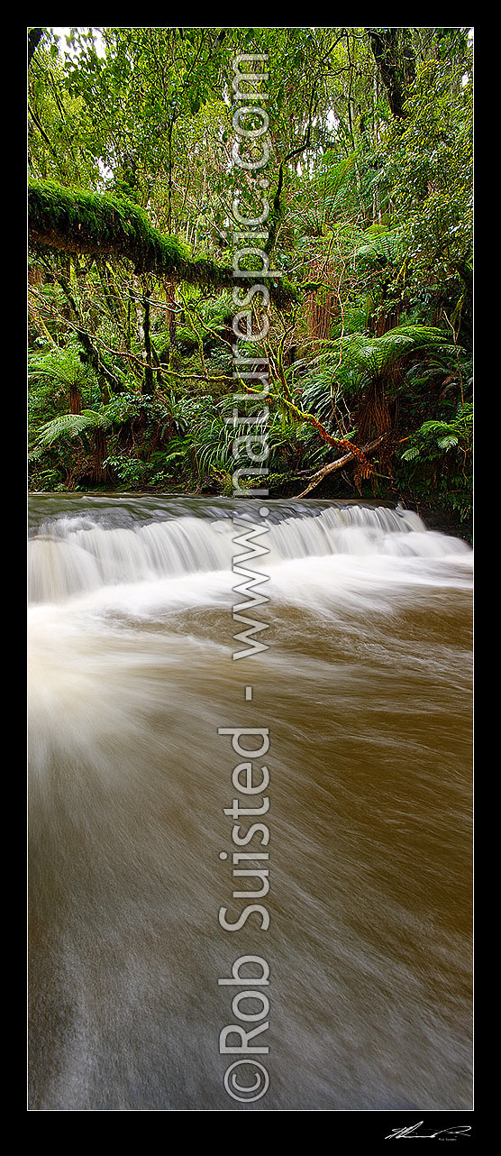 Image of Purakaunui River. Forest stream and small cascading waterfall or riffle in lush New Zealand bush rainforest. Vertical panorama, Catlins, Clutha District, Otago Region, New Zealand (NZ) stock photo image