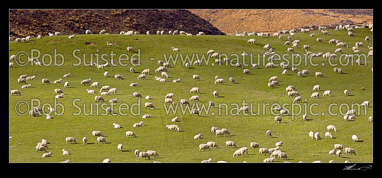 Image of Large sheep flock feeding on grassland pasture. Lush farmland panorama, Mossburn, Southland District, Southland Region, New Zealand (NZ) stock photo image