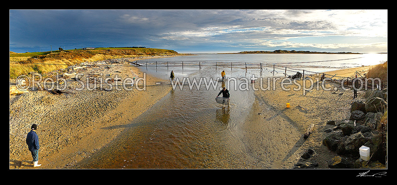 Image of Whitebaiting near the mouth of the Mataura River. Whitebait fishermen checking nets. Panorama, Fortrose, Southland District, Southland Region, New Zealand (NZ) stock photo image