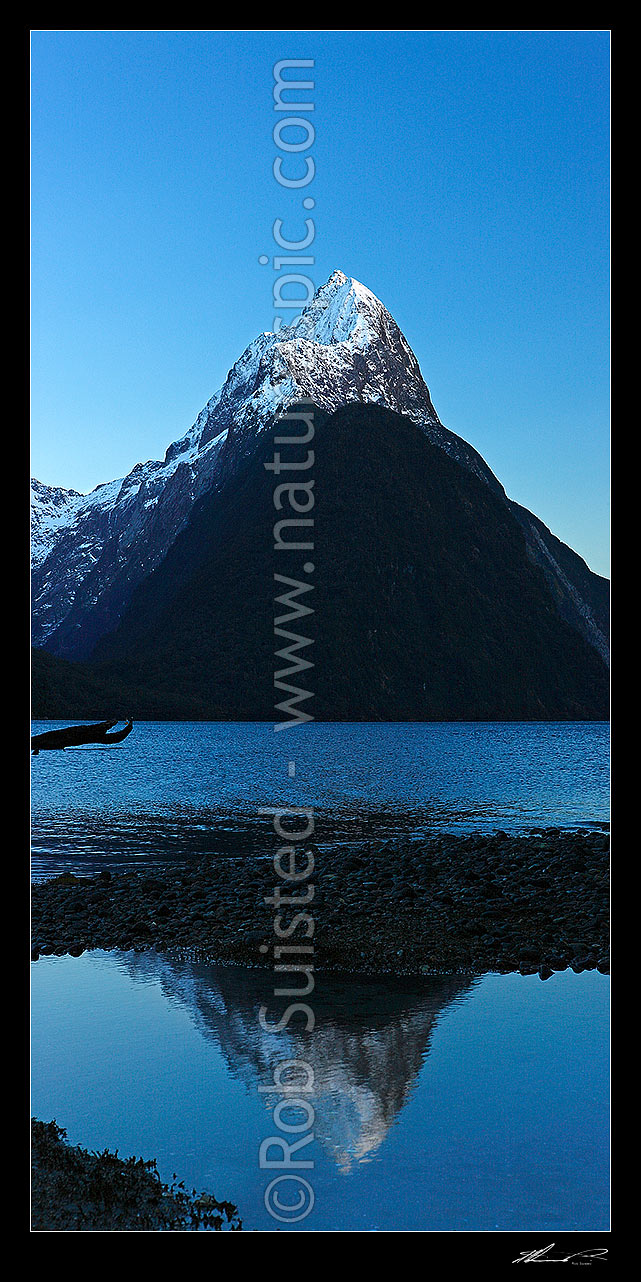 Image of Mitre Peak reflecting in Milford Sound Fiordland. Mitre Peak (1683m) with winter snow at pre-dawn. Vertical panorama, Milford Sound, Fiordland National Park, Southland District, Southland Region, New Zealand (NZ) stock photo image